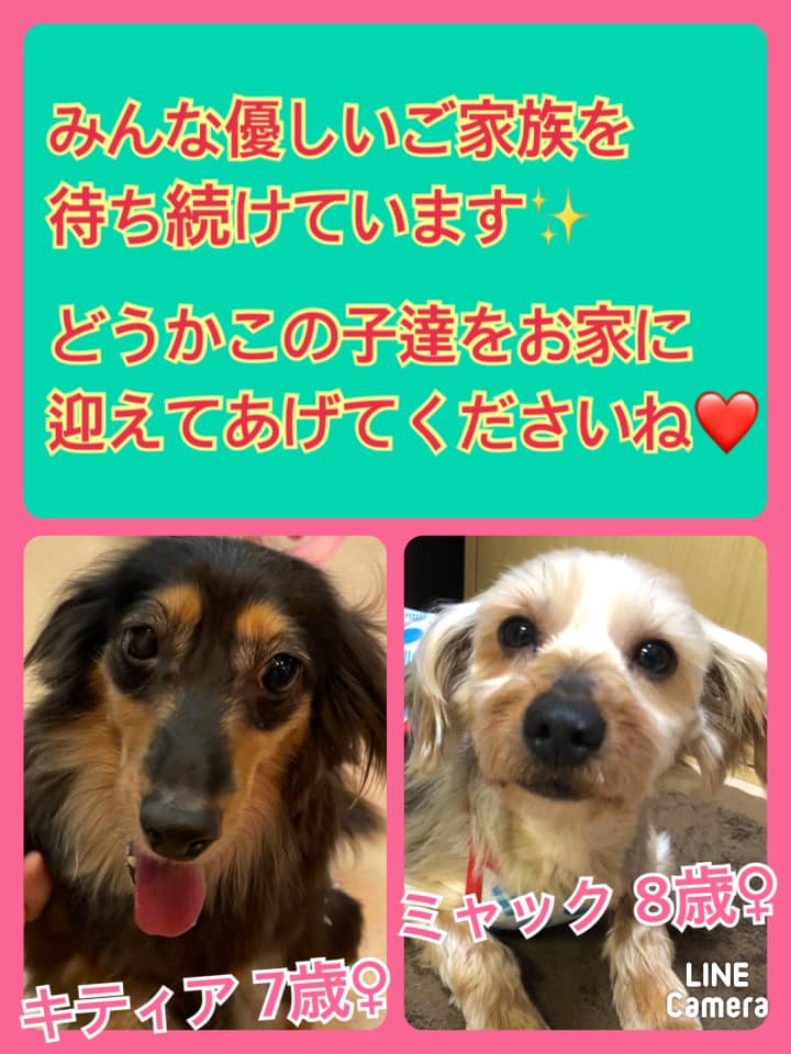 🐾今日の里親様募集中ワンコ🐶メンバーです🐾2021,6,16